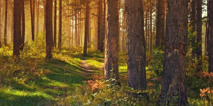 Wald