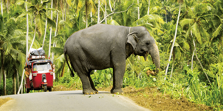 Ein Elefant steht auf der Straße in Sri Lanka