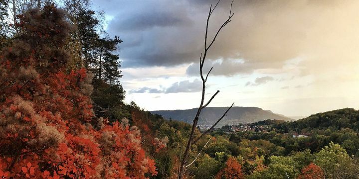 Perückensträucher im Herbst
