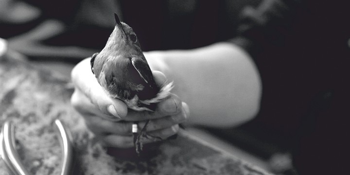 Schwarz-weiß Bild einer Hand, die einen beringten Vogel hält