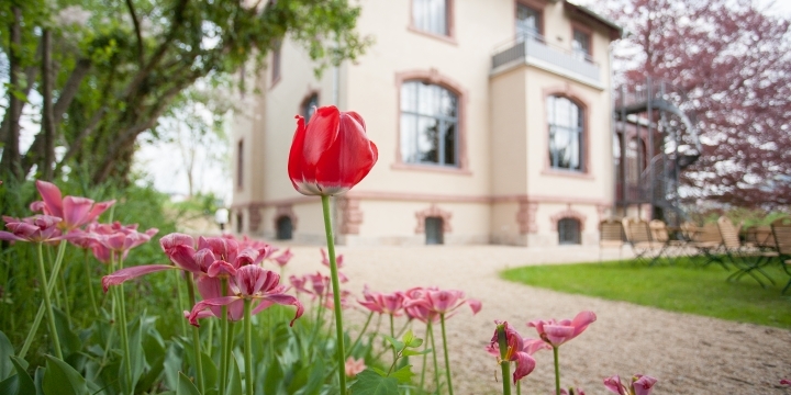Tulpe und andere Frühblüher im Garten der Villa Rosenthal Jena  &copy;Steffen Walther