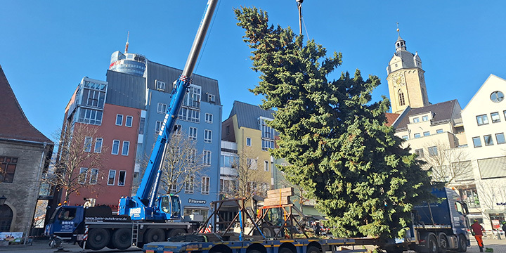 Ein Kran stellt eine 18 m große Blaufichte auf den Jenaer Marktplatz.
