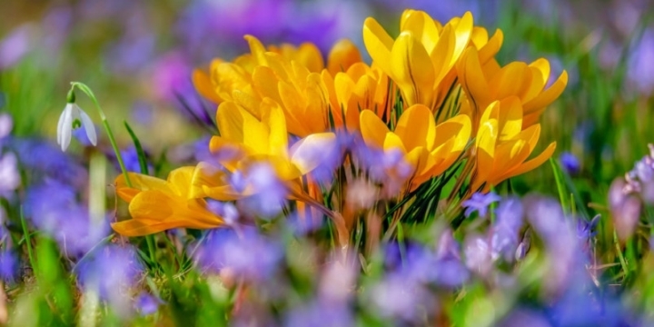 Krokusse und andere Frühblüher