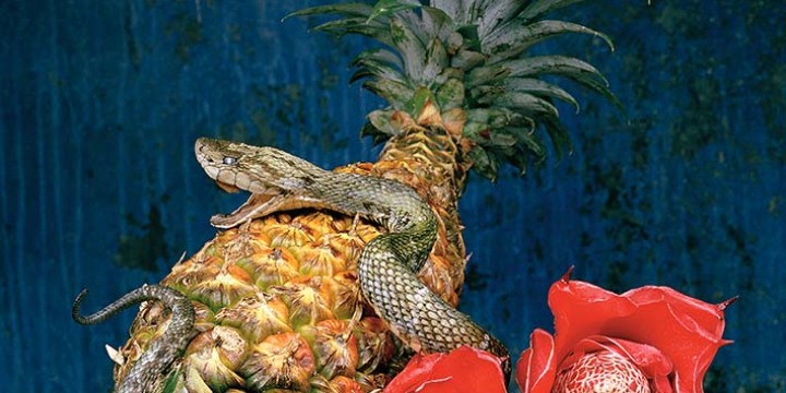 Fotografie von Frank Gaudlitz "Naturaleza muerta con hergon", auf der eine Schlange eine Ananas ermpor klettert