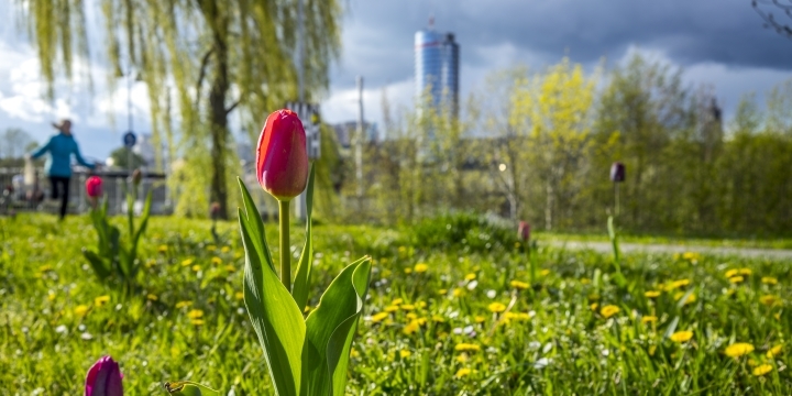 Tulpe im Paradies  ©JenaKultur, C. Häcker