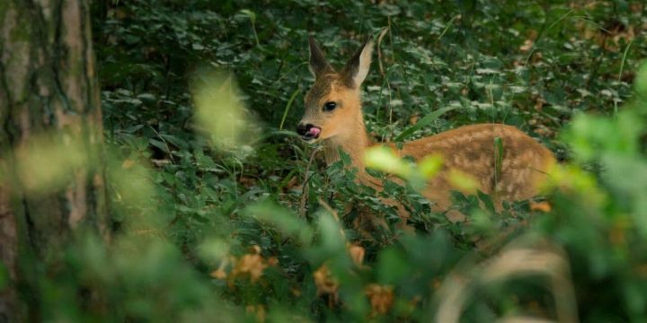 Ein Rehkiz im Wald
