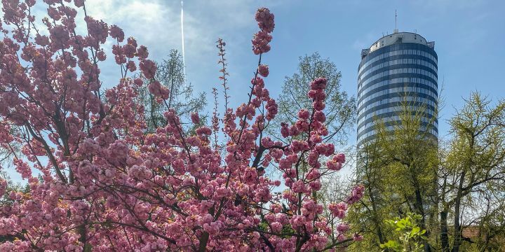 Ein Kirschbaum mit rosa Blüten im Vordergrund, rechts danaben und weiter hintem im Bild der Jentower  &copy;JenaKultur