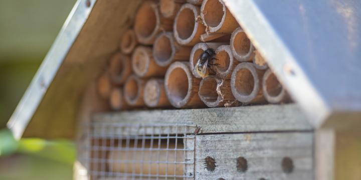 Insektenhotel mit einer Biene